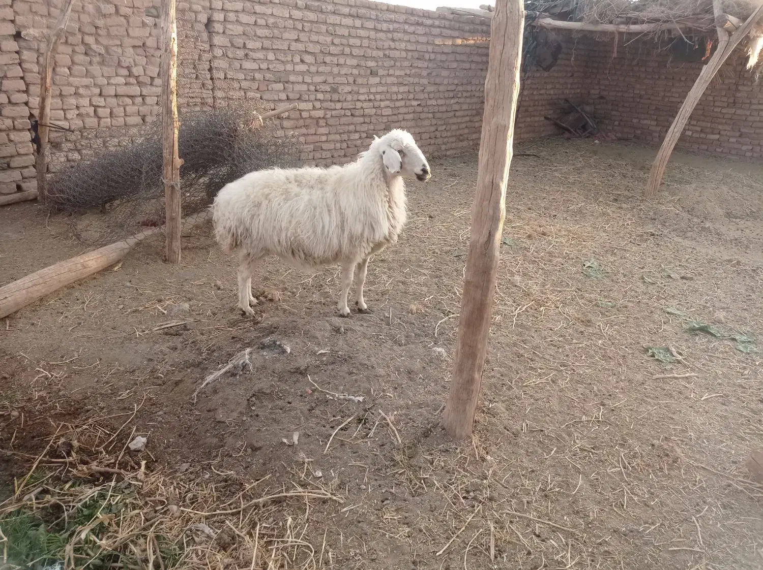 میش دورگ|حیوانات مزرعه|بردسیر, |دیوار