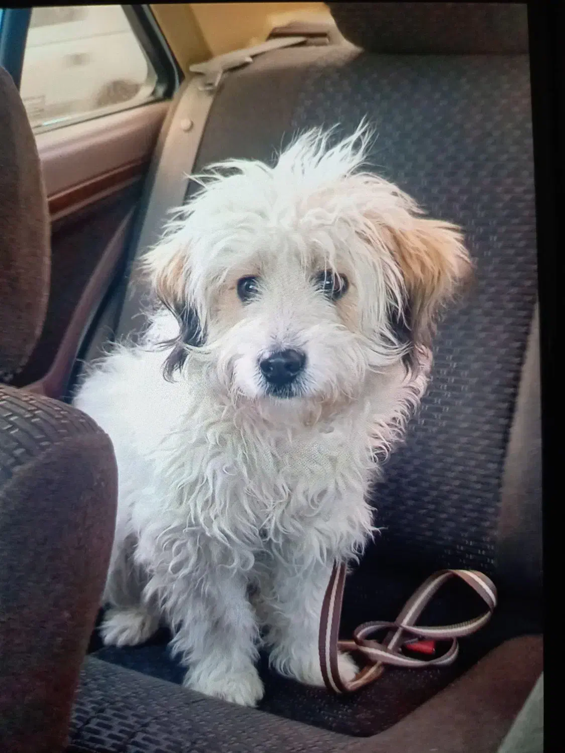 سگ نژاد دار|سگ|بروجرد, |دیوار