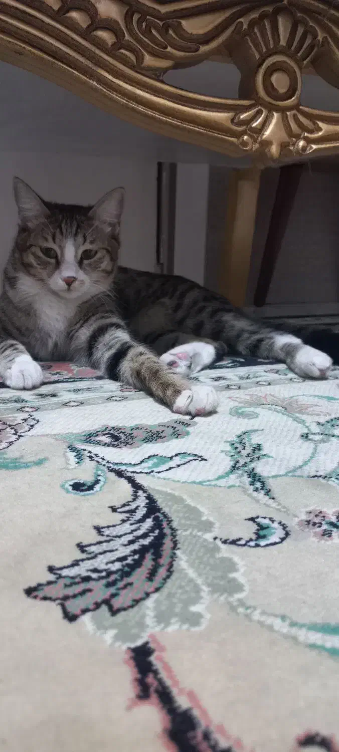 واگذاری گربه dsh|گربه|تهران, کیانشهر|دیوار