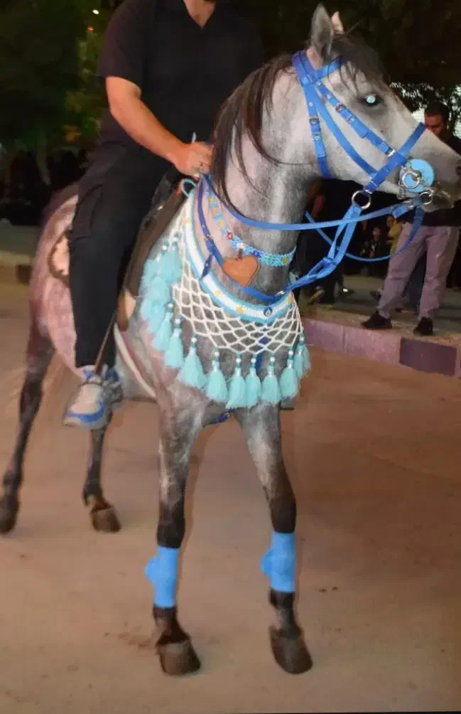 مادیان با کره|اسب و تجهیزات اسب‌سواری|سردرود, |دیوار