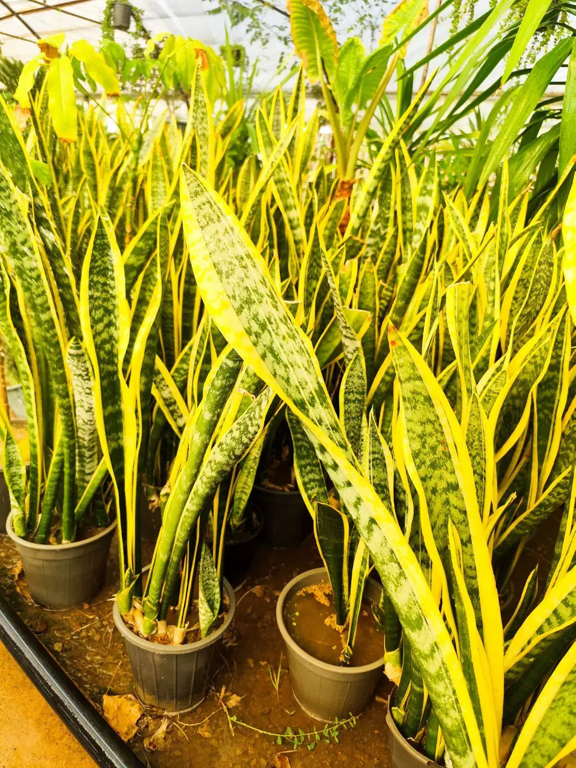 گل سانسوریا تعداد بالا عمده خرده|گل و گیاه طبیعی|صوفیان, |دیوار