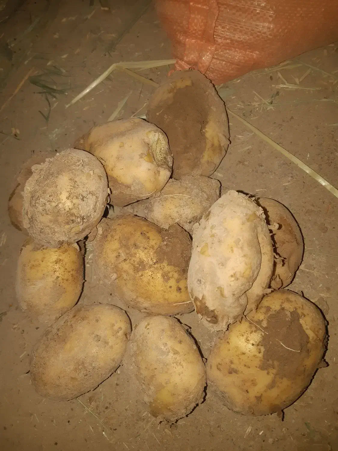 سیب آگریا|خوردنی و آشامیدنی|داران, |دیوار