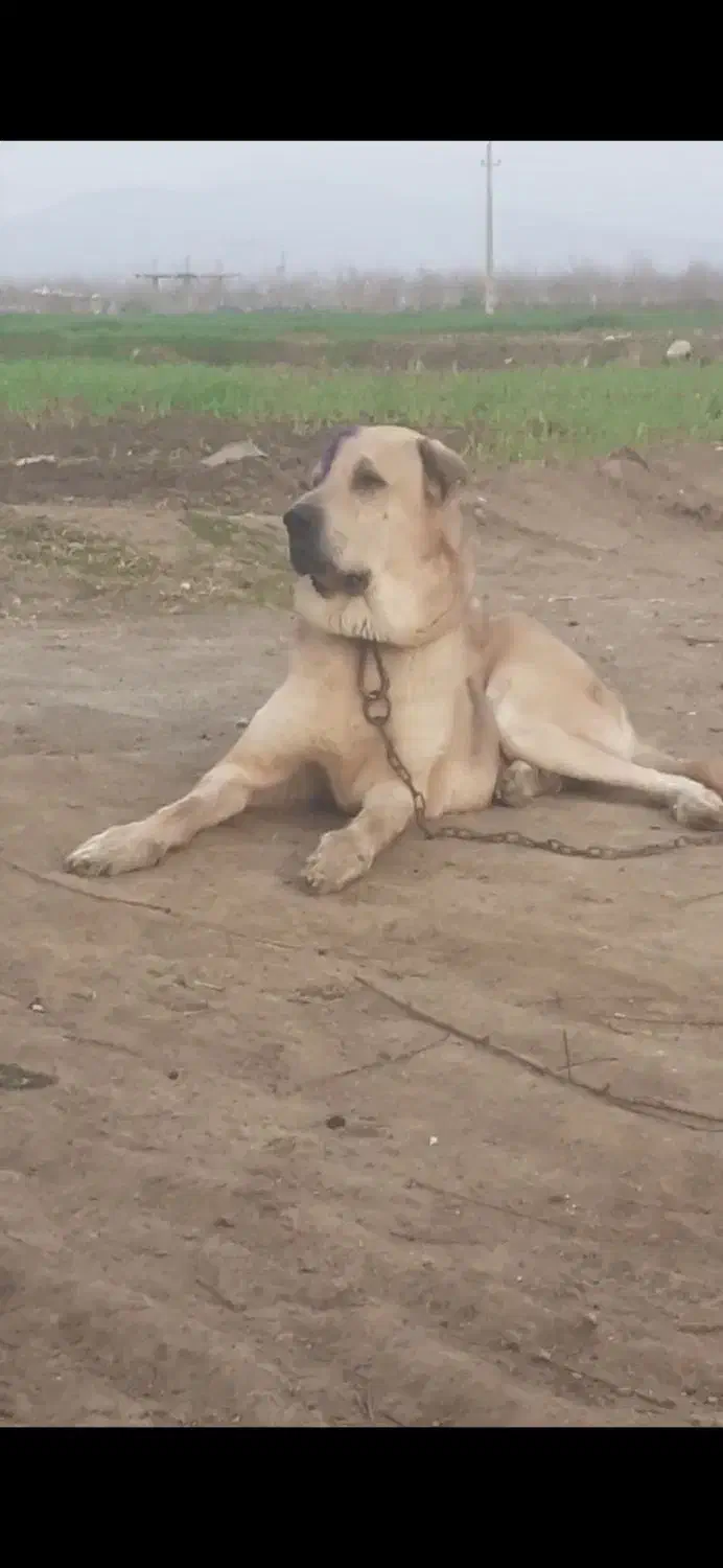 سگ پژدر نر و ماده.|سگ|علی‌آباد کتول, |دیوار