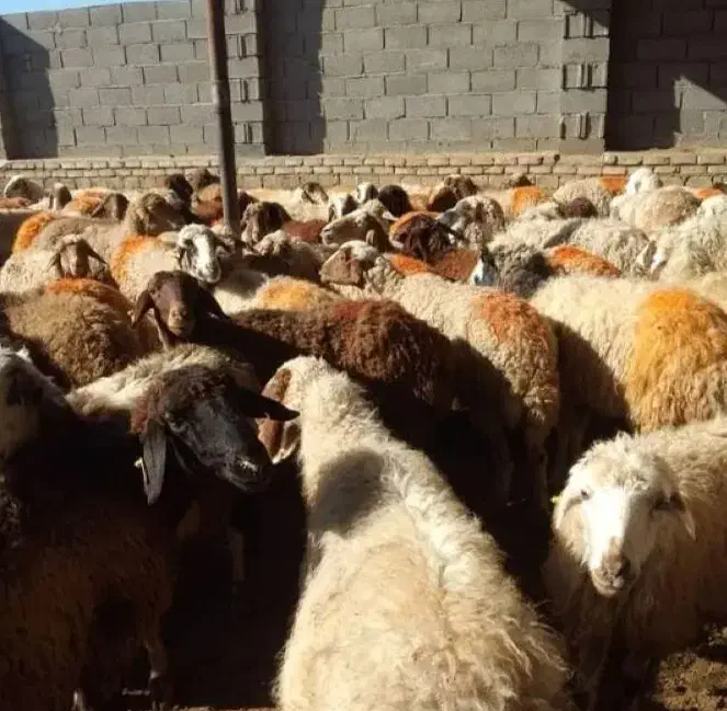 ** گوسفند زنده قلم آبی 100 درصد به شَرِطٌ پخت **|حیوانات مزرعه|مشهد, نوید|دیوار