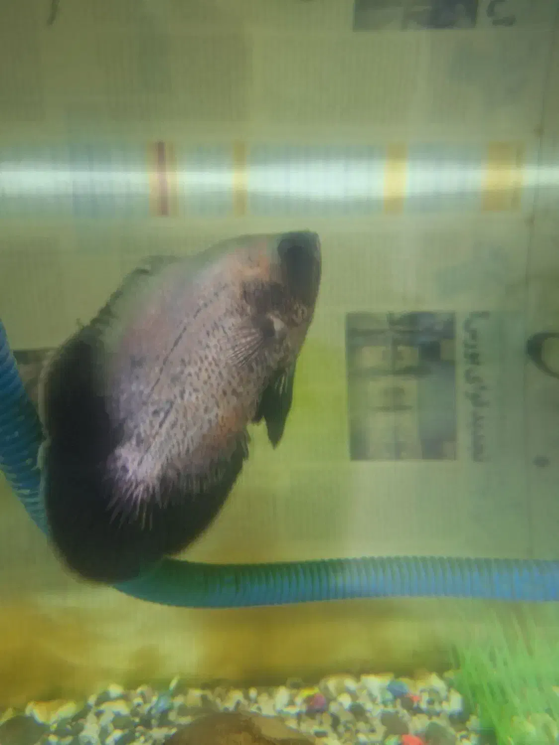 فلاور. اسکار.|ماهی|اردبیل, |دیوار