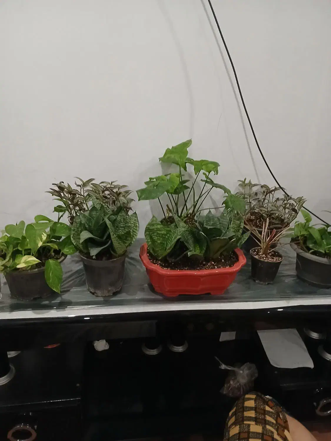 گل آپارتمانی|گل و گیاه طبیعی|تهران, کامرانیه|دیوار