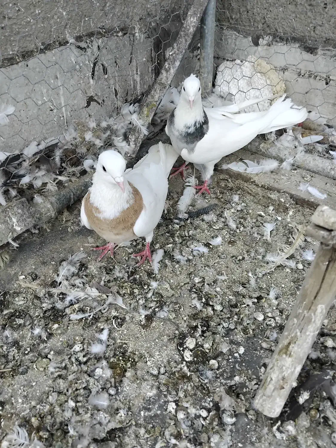 فروشی|پرنده|همدان, |دیوار