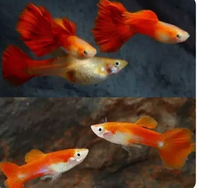 مولی پلاتی گوپی زبرا کالر آنجل  تایگر لاک آکواریوم|ماهی|تهران, امام زاده حسن|دیوار