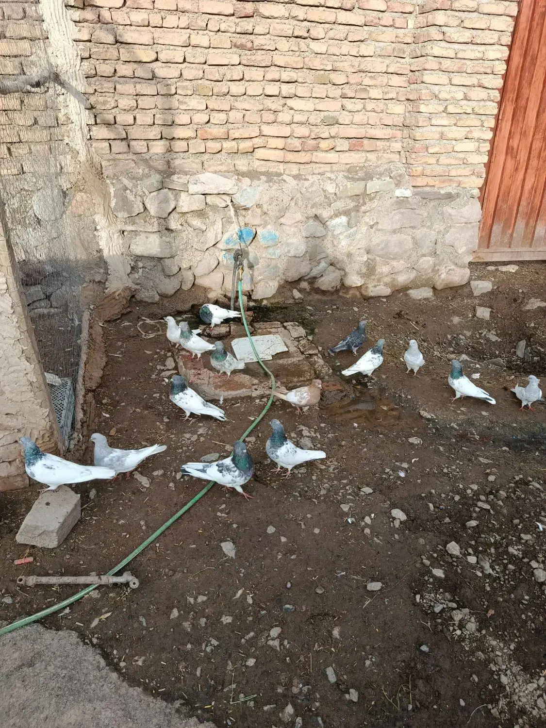 کبوتر|پرنده|کشکسرای, |دیوار