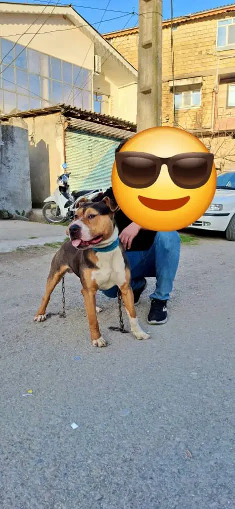 ژرمن،پیتبول|سگ|لوندویل, |دیوار