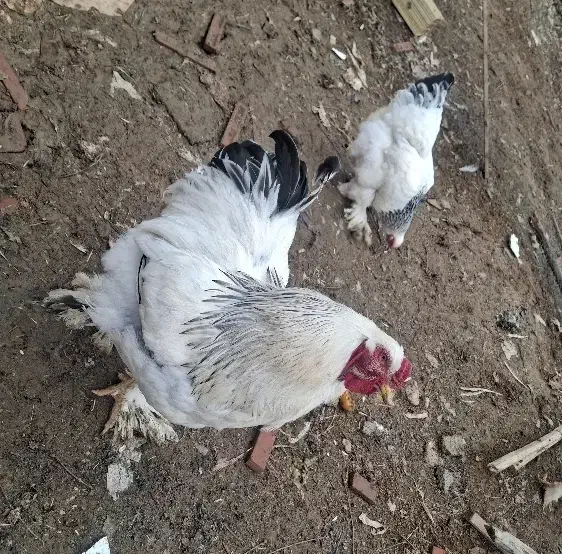 مرغ خروس ۵تا|حیوانات مزرعه|کرمانشاه, |دیوار