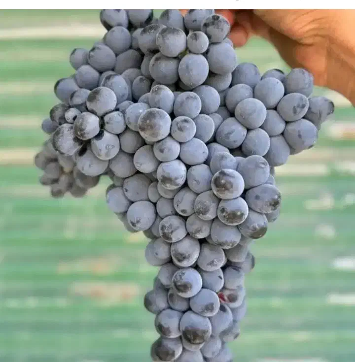 نهال انگور ترکمن درخت انگور بیدانه سیاه ،نهالستان|خدمات باغبانی و درختکاری|مشهد, خواجه ربیع|دیوار