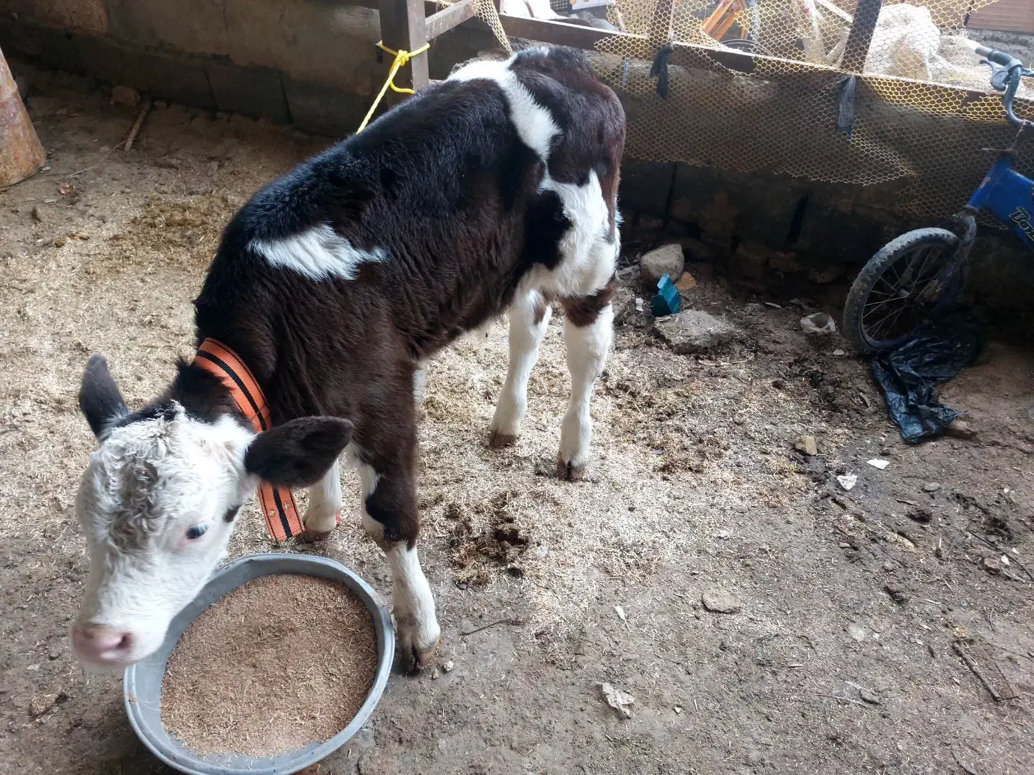 گوساله سیمینتال نر|حیوانات مزرعه|آق قلا, |دیوار