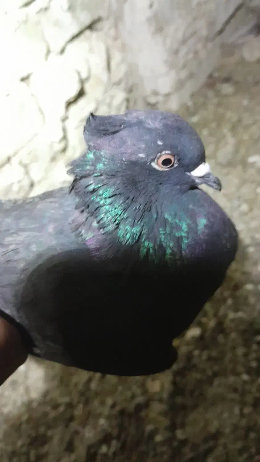 ۹تا کفتر|پرنده|شراء, |دیوار