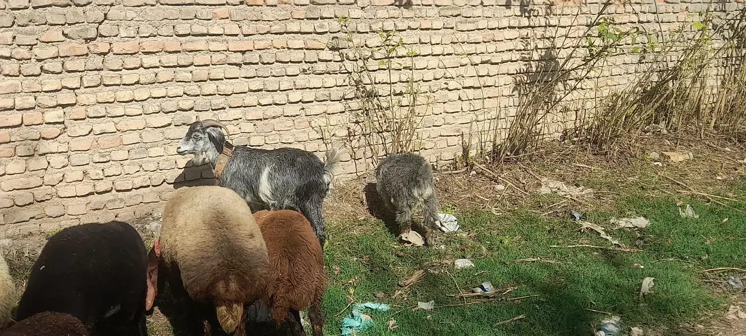 بز بزغاله|حیوانات مزرعه|علیآباد کتول, |دیوار