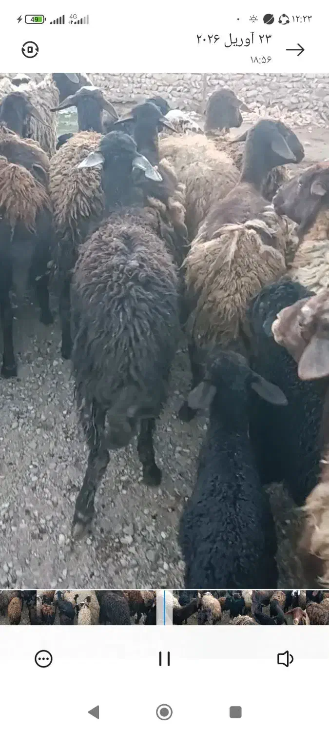 میش|حیوانات مزرعه|زنجان, |دیوار