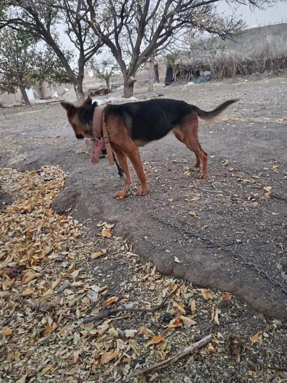 یه حیوون زرنگ و فهمیده زبون فهم|سگ|فریمان, |دیوار