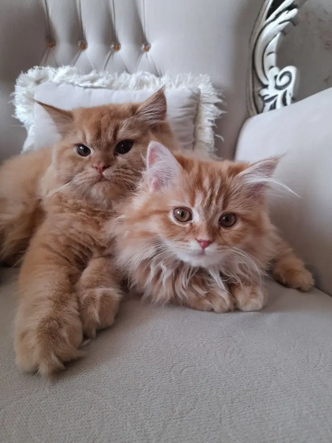 گربه پرشین نر و ماده|گربه|اردبیل, |دیوار