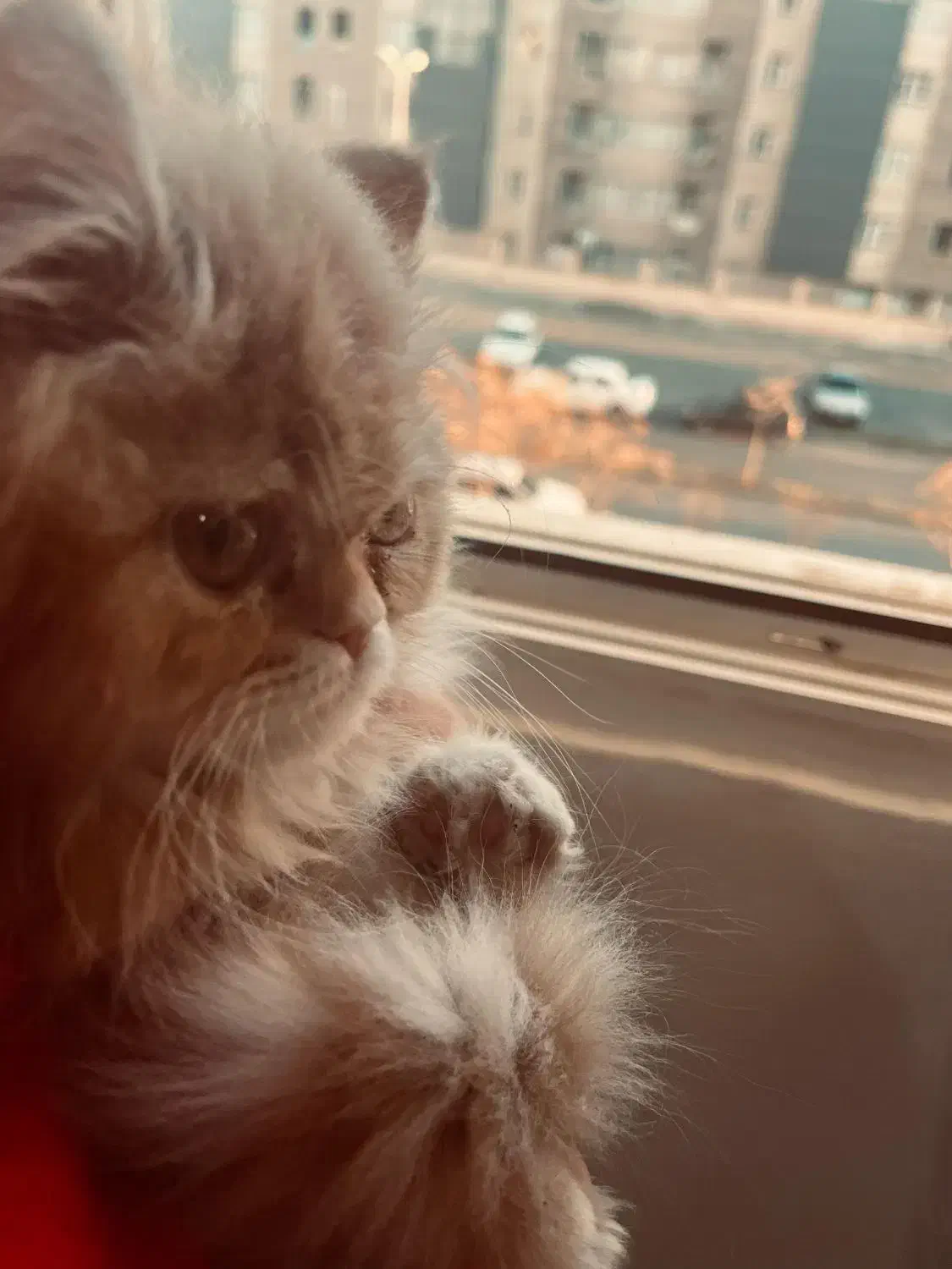 واگذاری گربه گارفیلدی پرشین گلد|گربه|نهبندان, |دیوار