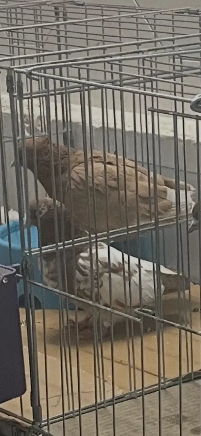 گمشده کبوتر|حیوانات|قم, زنبیل آباد|دیوار