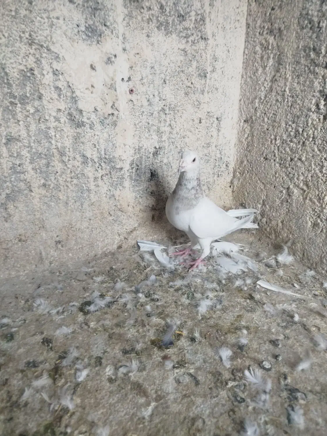 سرور نر خوشگل|پرنده|تربت جام, مسکن مهر|دیوار