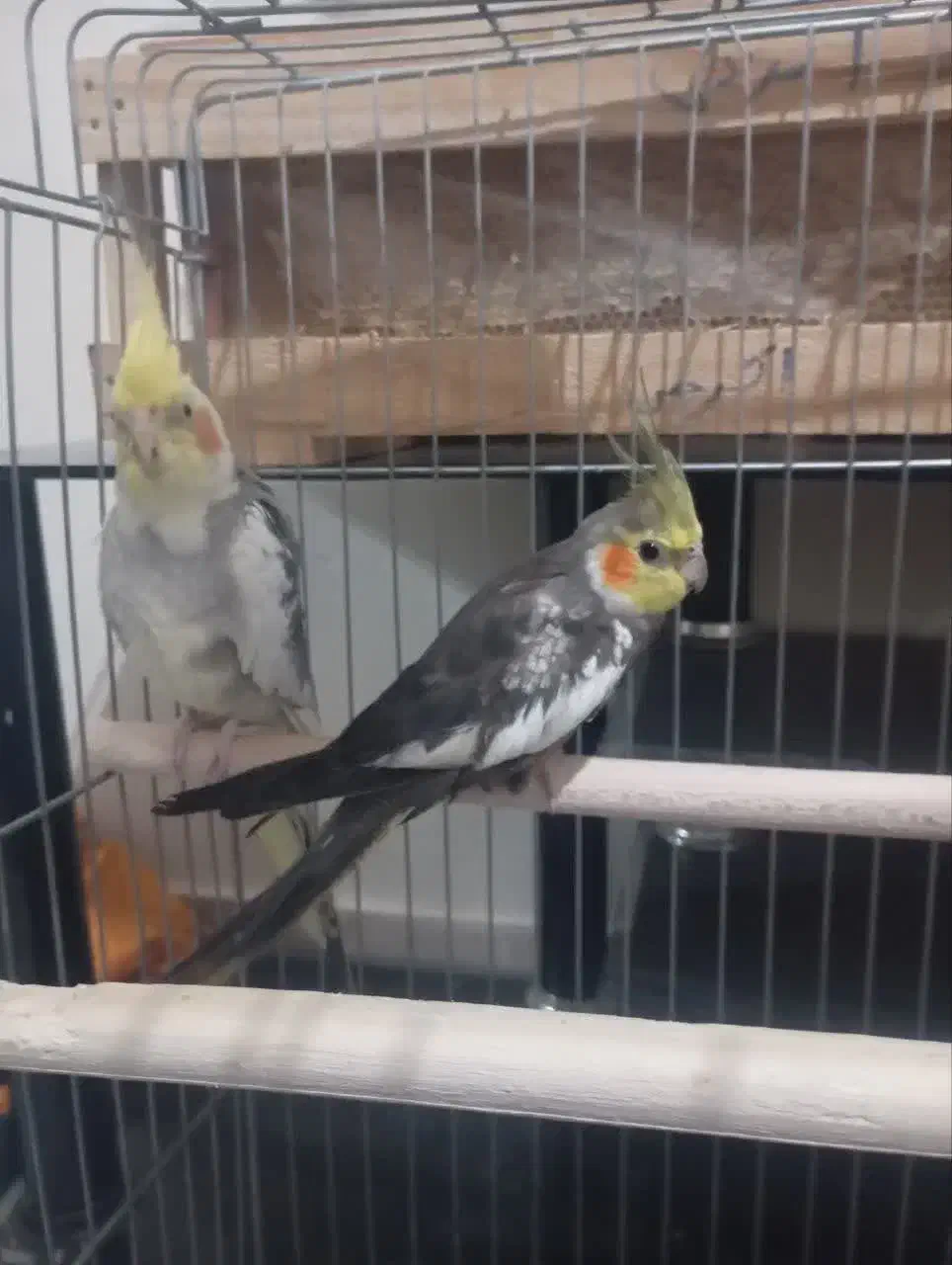 عروس هلندی نر|پرنده|پرند, فاز ۶|دیوار