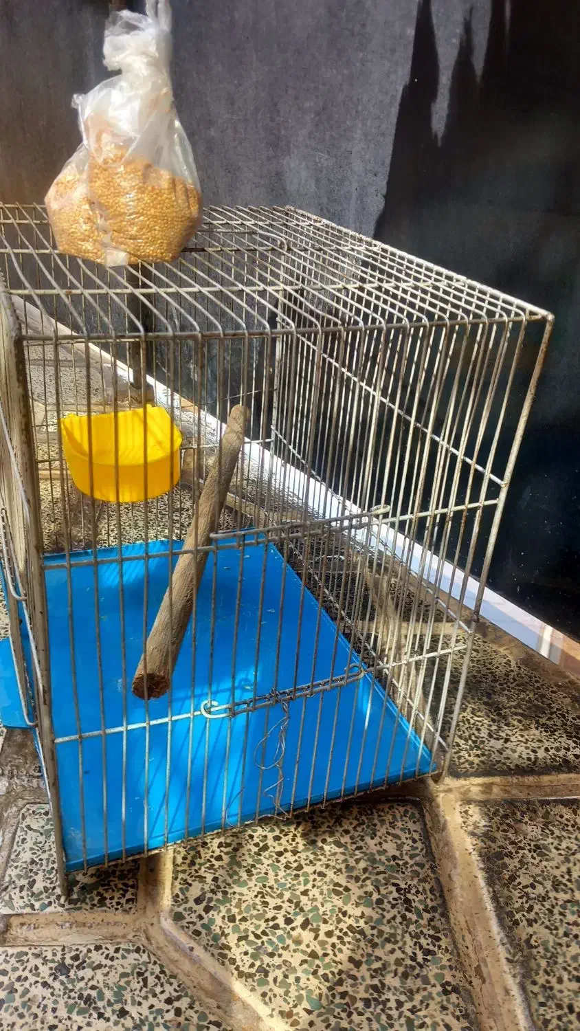 قفس|لوازم جانبی حیوانات|هشتگرد, شهرک راه آهن|دیوار