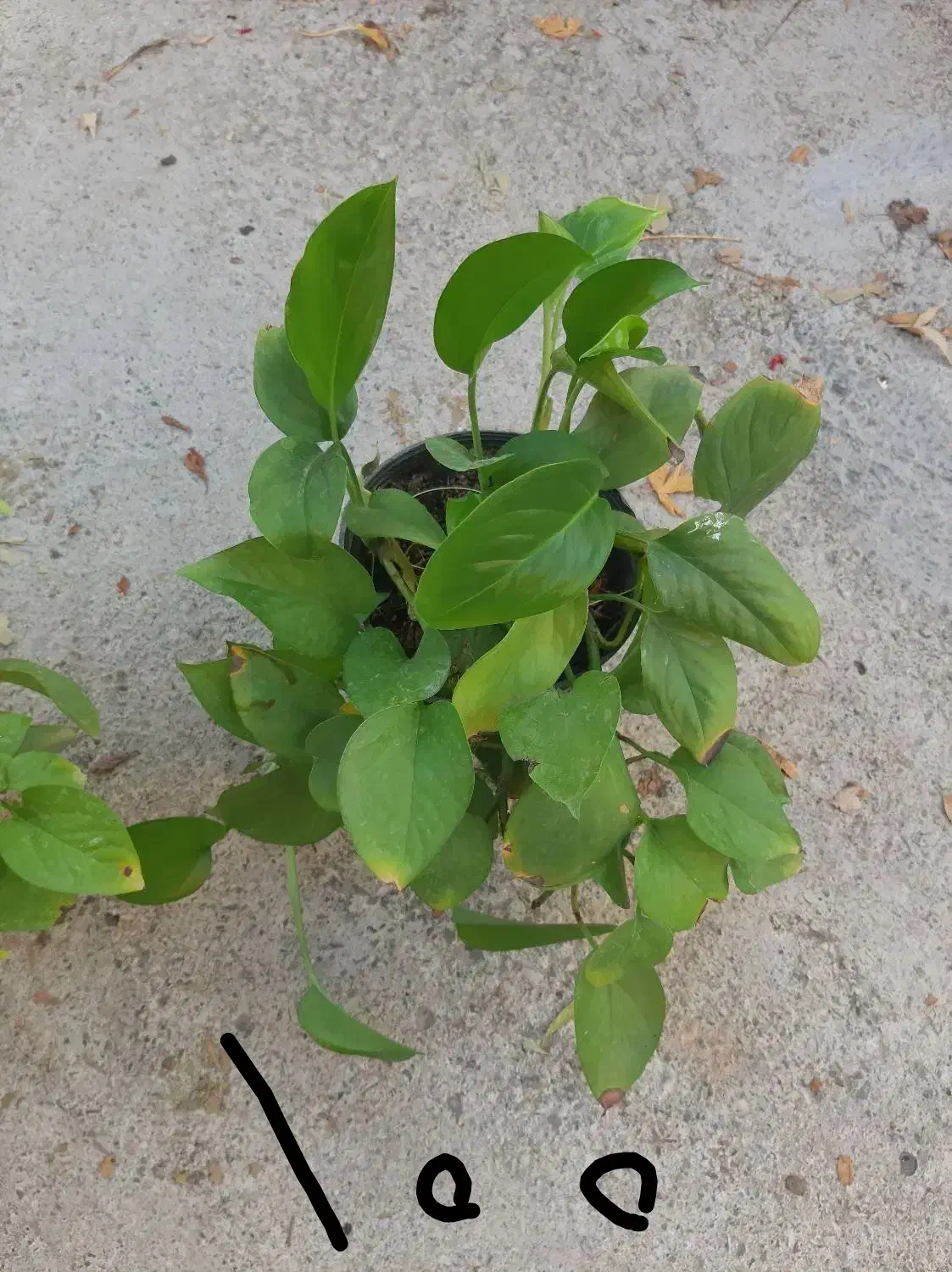 گلهای طبیعی زیبا|گل و گیاه طبیعی|مرند, |دیوار