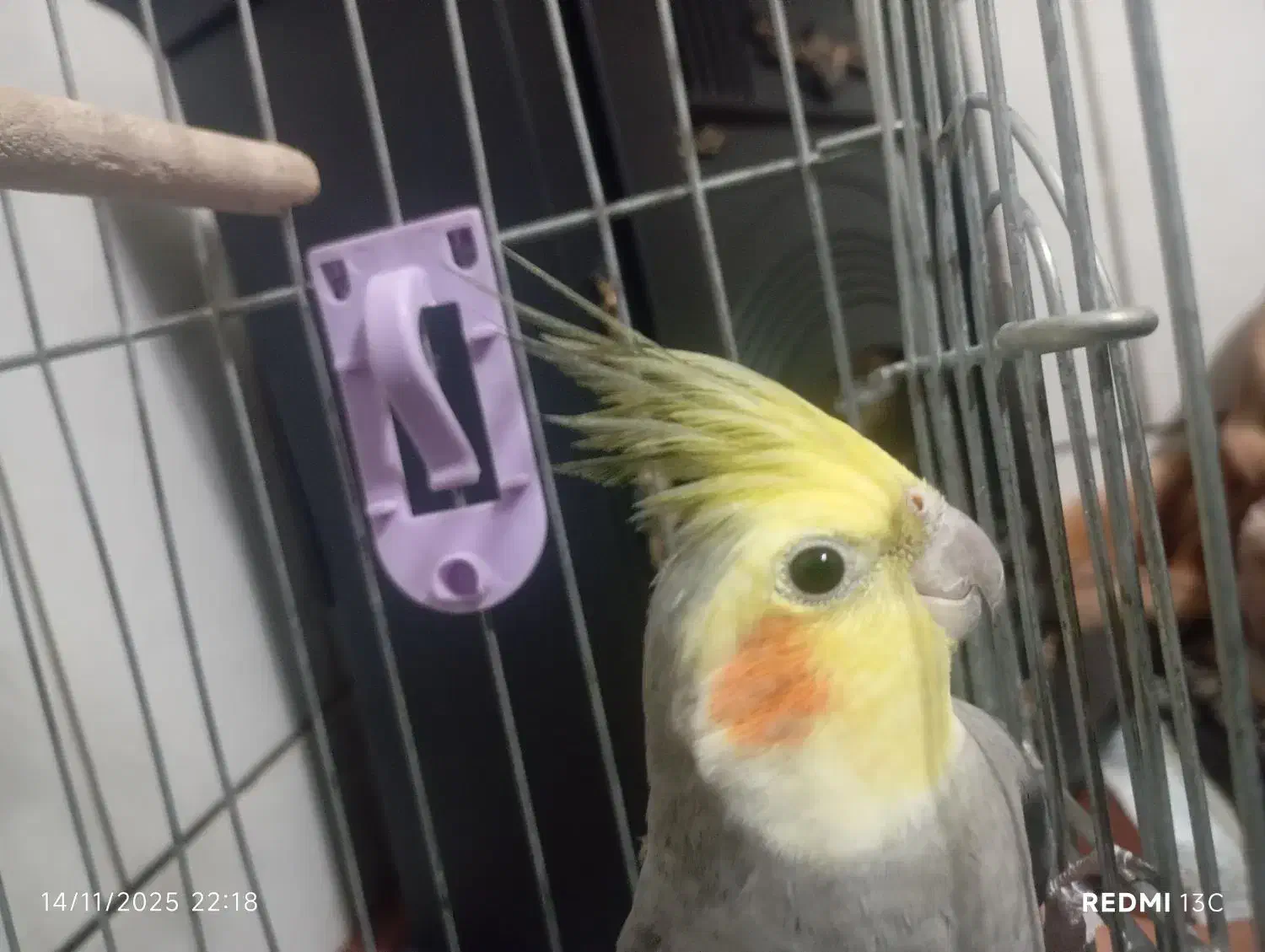 عروس هلندی بالغ نر با وسایل|پرنده|ابریشم, |دیوار