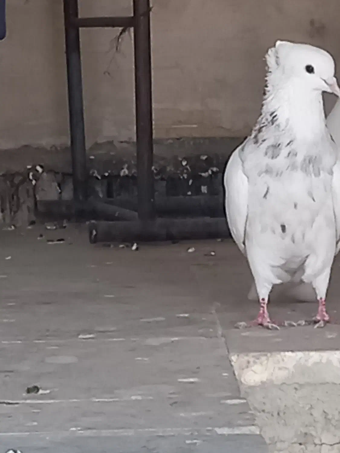 کبوتر طوقی غریب گیری|پرنده|نورآباد, |دیوار