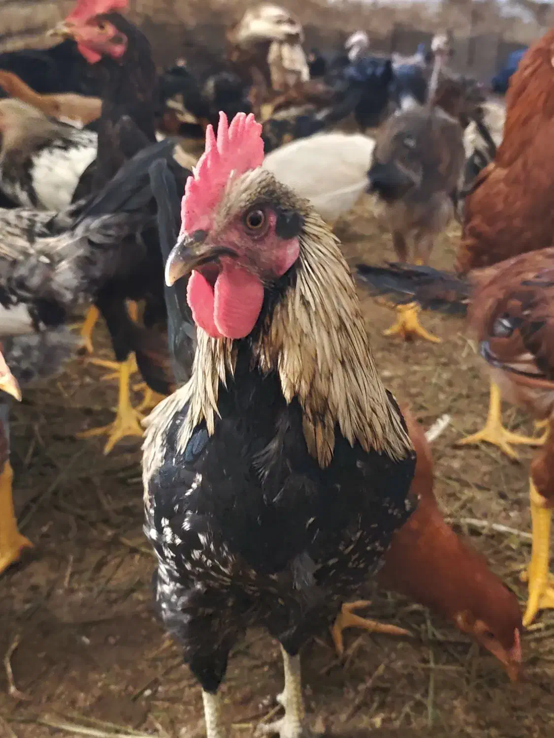 خروس محلی|حیوانات مزرعه|بیلوار, |دیوار