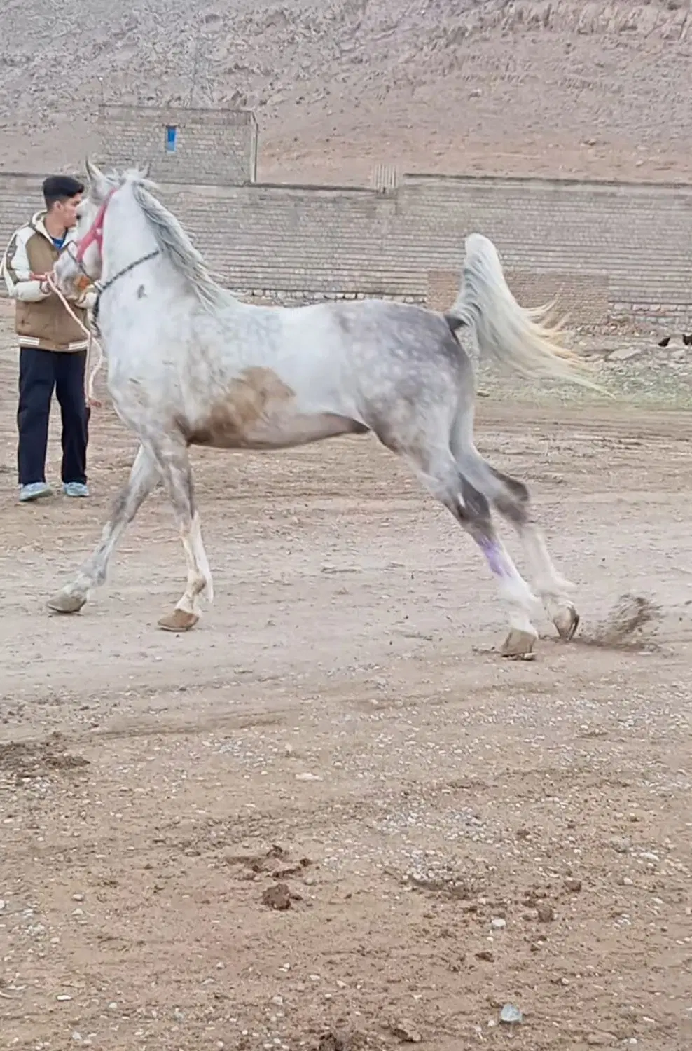 اسب|اسب و تجهیزات اسب‌سواری|کرمانشاه, |دیوار