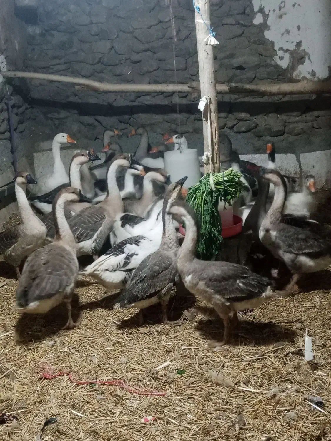 فروش قاز محلی|حیوانات مزرعه|بانه, |دیوار