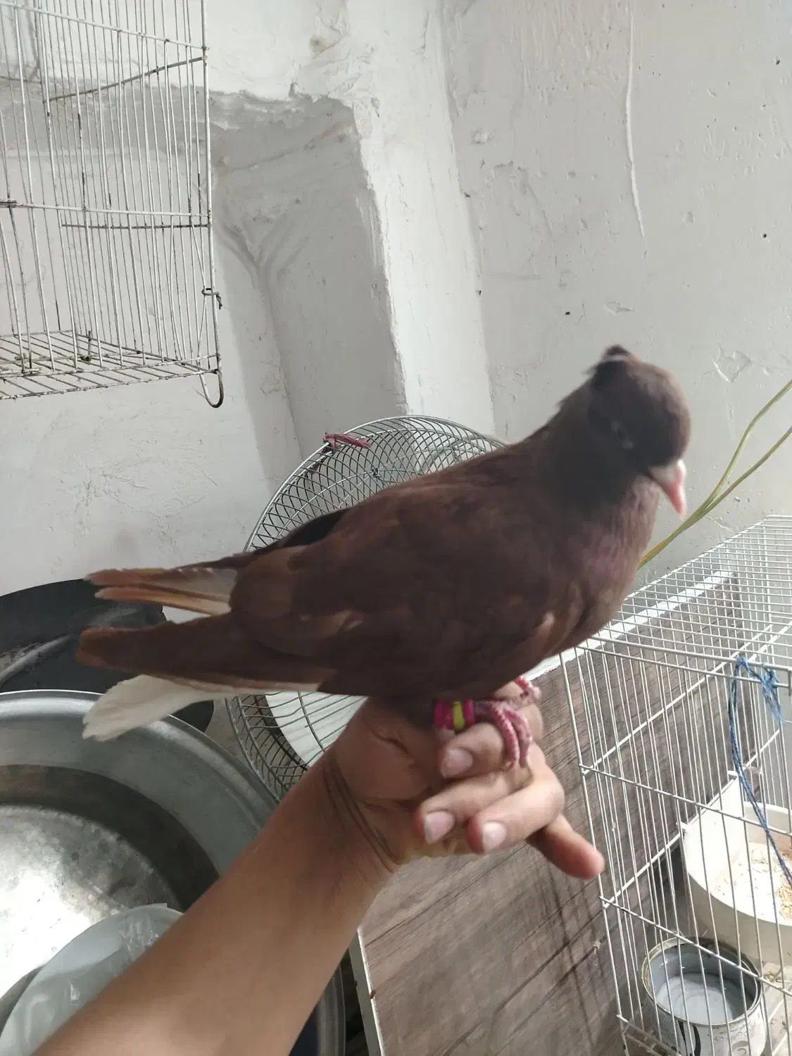 یک سرخ دمسفید رنگ خونی خشگل نر چینگ سفید|پرنده|نیشابور, شهرک اندیشه|دیوار