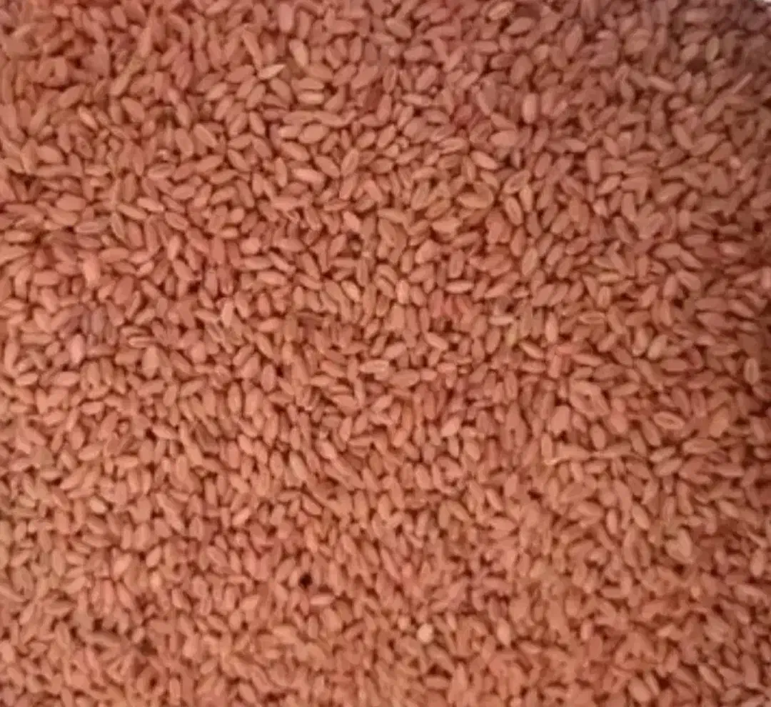 فروش بذر گندم پایا|خدمات باغبانی و درختکاری|باشت, |دیوار