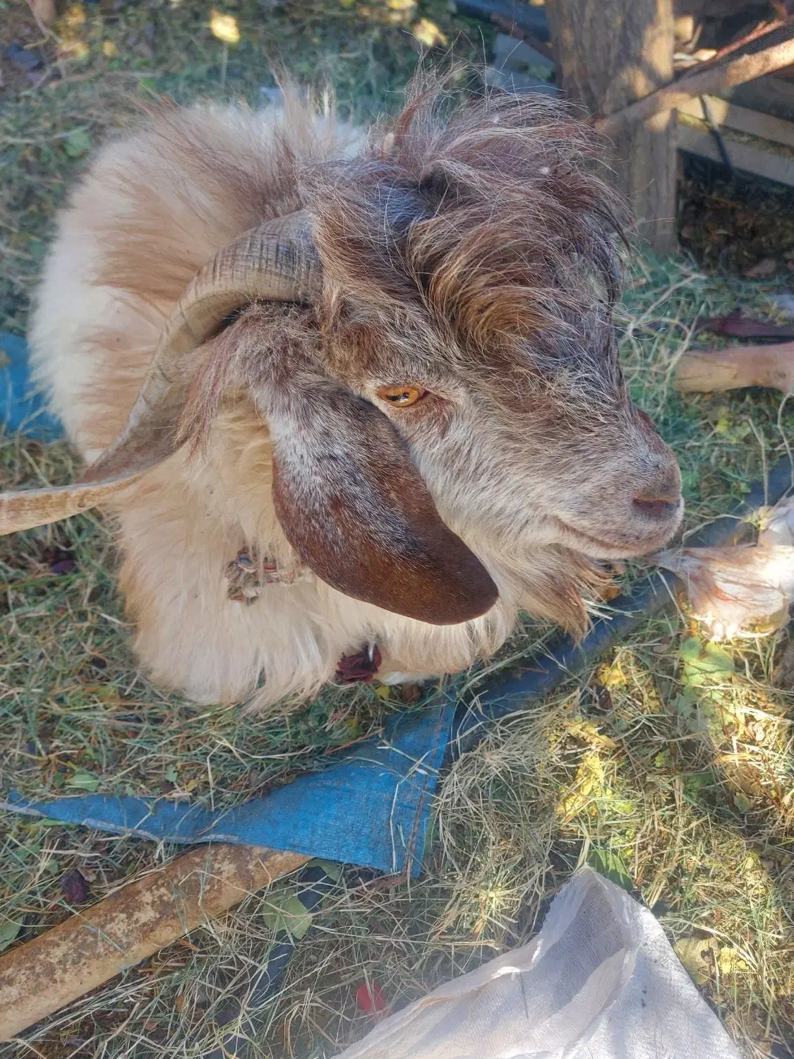 بریدن علف خوش برا گوسفند|خدمات باغبانی و درختکاری|بم, |دیوار