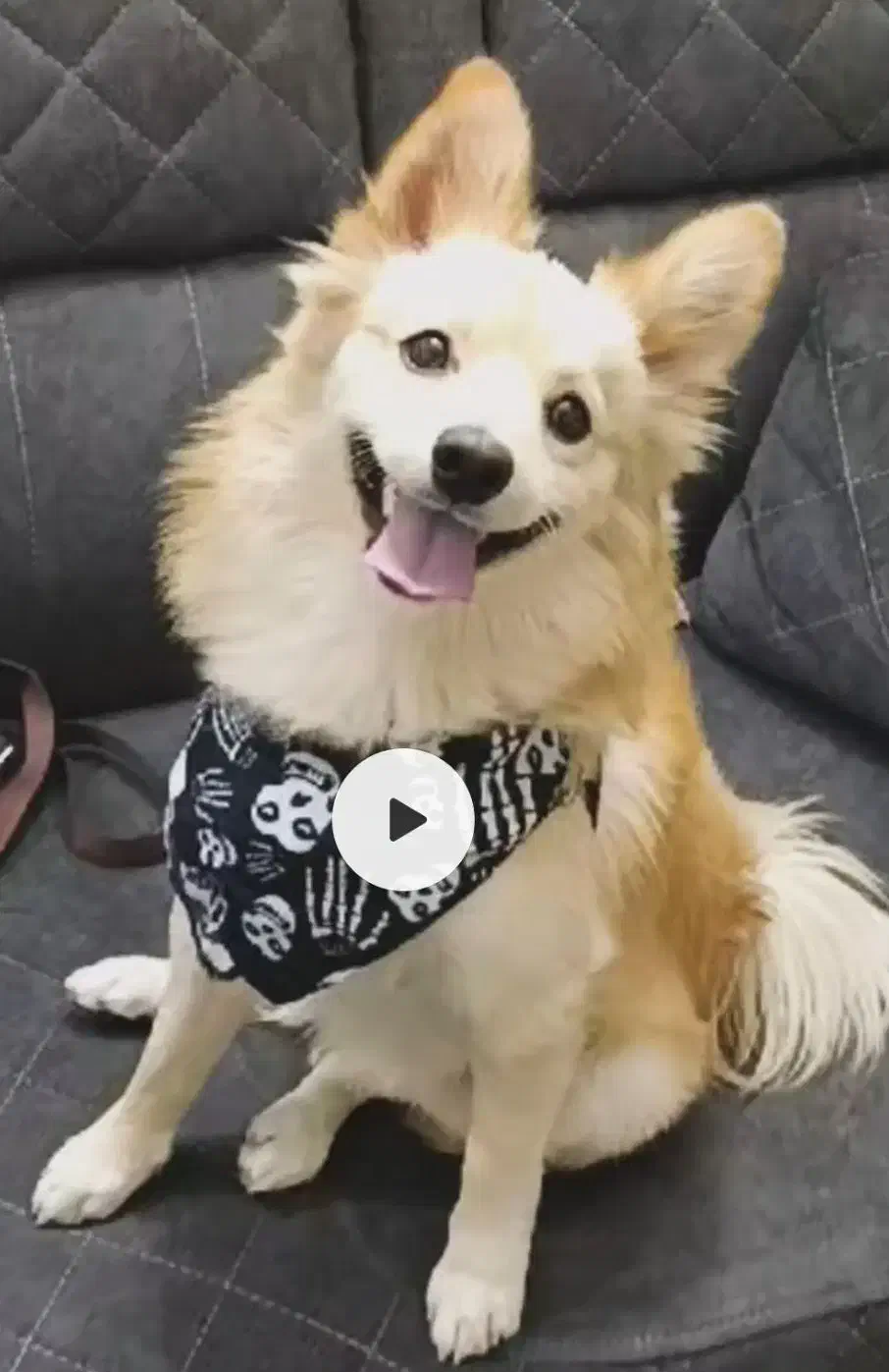 پامرین اشتپیز ۸ ماهه|سگ|اندیشه, اندیشه فاز ۱|دیوار