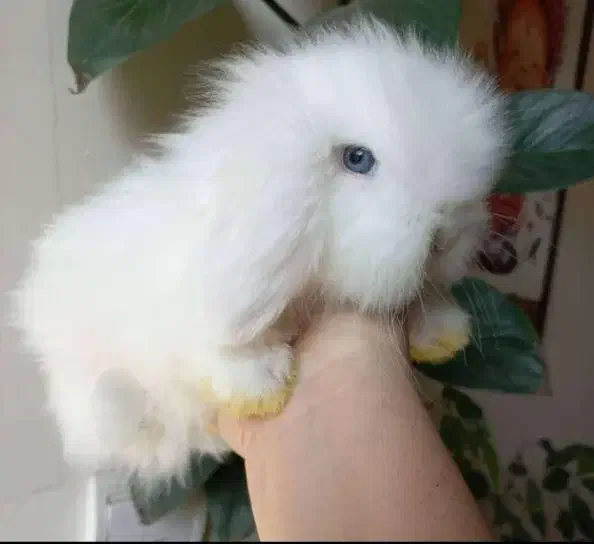 خرگوش مینی لوپ|موش و خرگوش|ورامین, ورامین|دیوار