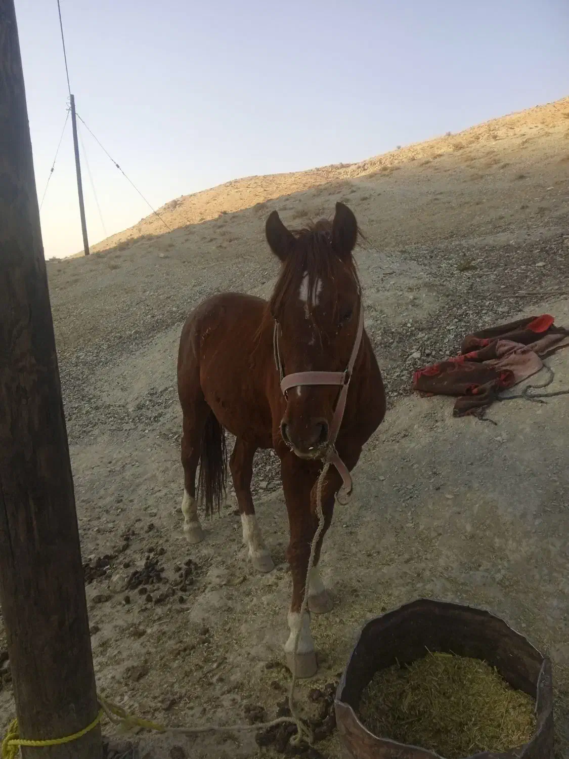 اسب نر اصیل|اسب و تجهیزات اسبسواری|مارگون, |دیوار