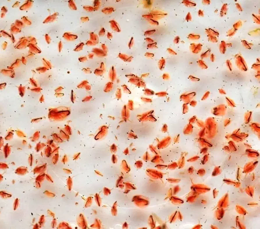 دافنی و برگ کاتاپا|ماهی|شیراز, میانرود|دیوار