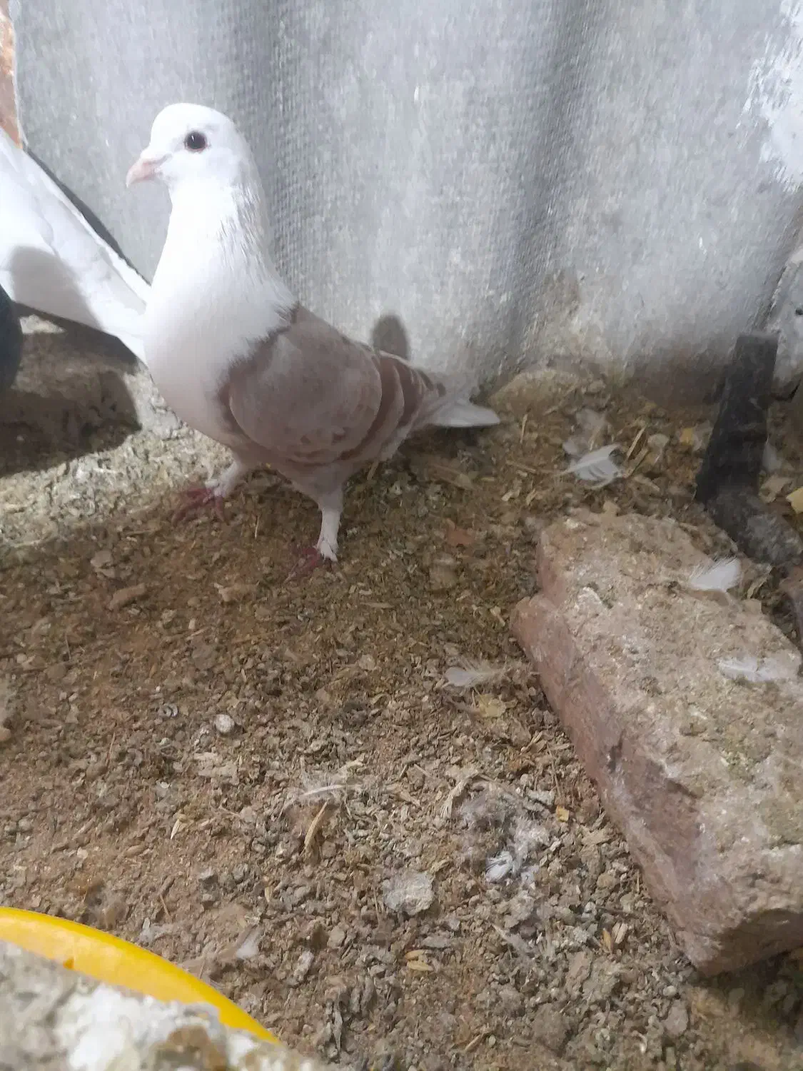 کفتر|پرنده|هشتگرد, شهرک پارسیان|دیوار