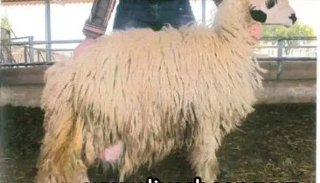 گوسفند گم شده|حیوانات|شوشتر, |دیوار