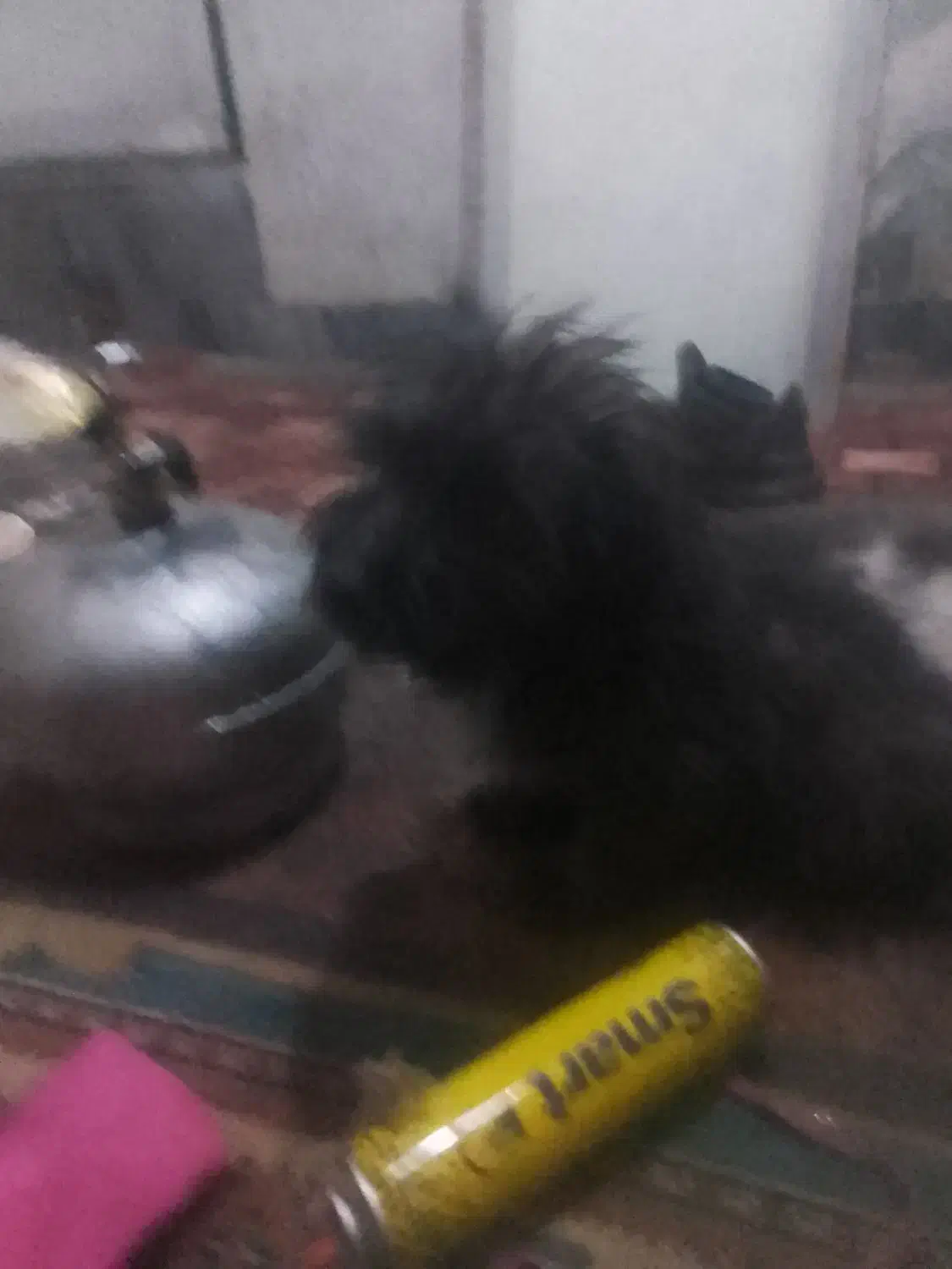 سگ شیتزونروماده 3ماهشپرشده|سگ|نجف‌آباد, امیرآباد|دیوار