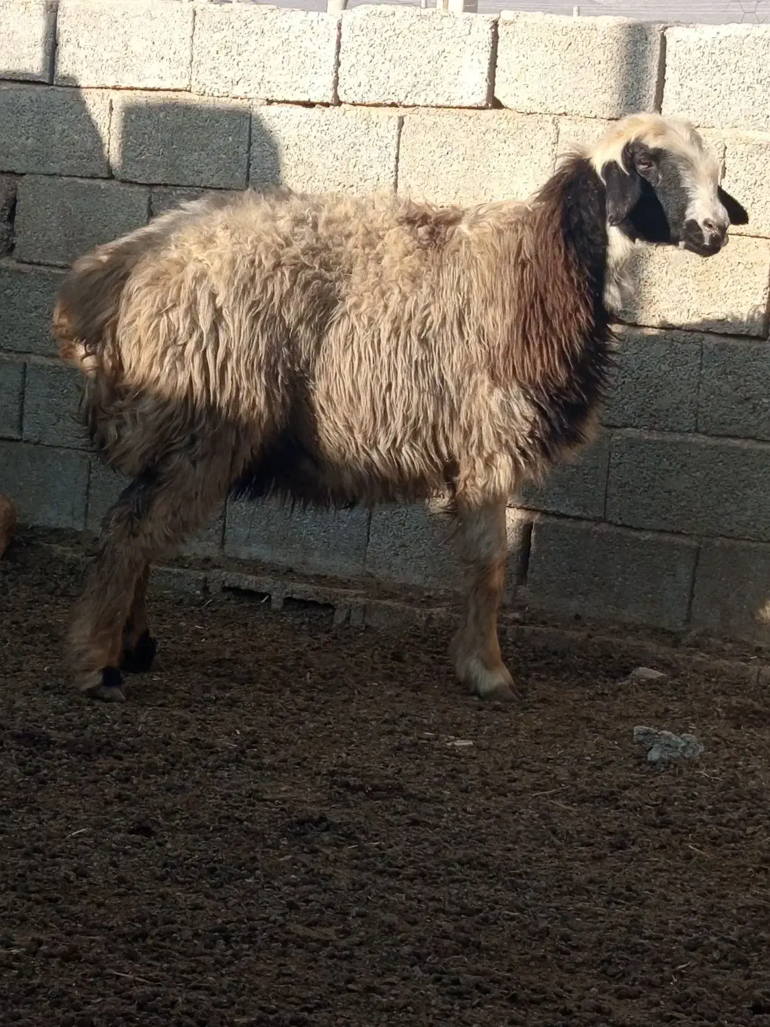 میش بره دار آبستن 15راس درجه یک|حیوانات مزرعه|میمند, |دیوار