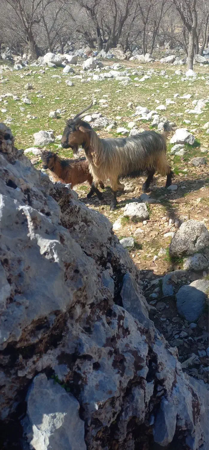 بزوبیگ|حیوانات مزرعه|دزفول, |دیوار