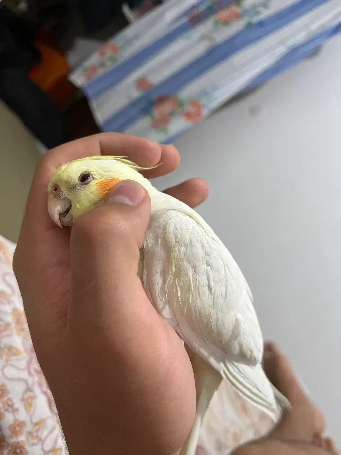 عروس هلندی|پرنده|شیراز, دشت چنار|دیوار