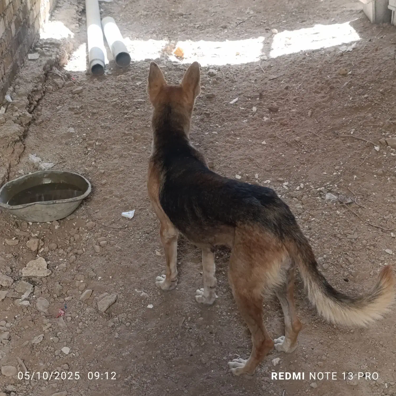 سگ ژرمن شناسنامه دار|سگ|شیراز, کرونی(خاتونک)|دیوار