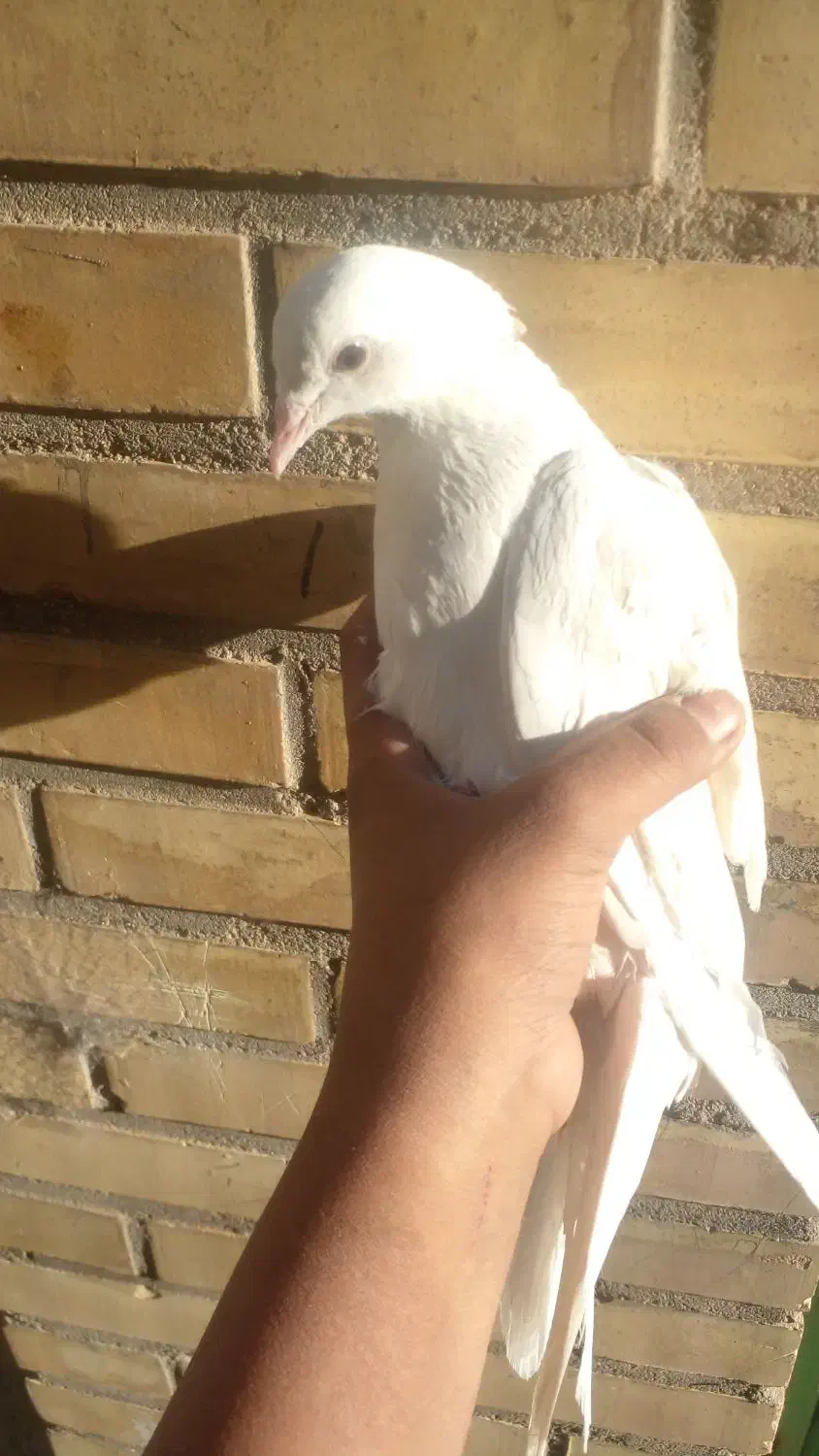 کبوتر سفید|پرنده|سرفاریاب, |دیوار