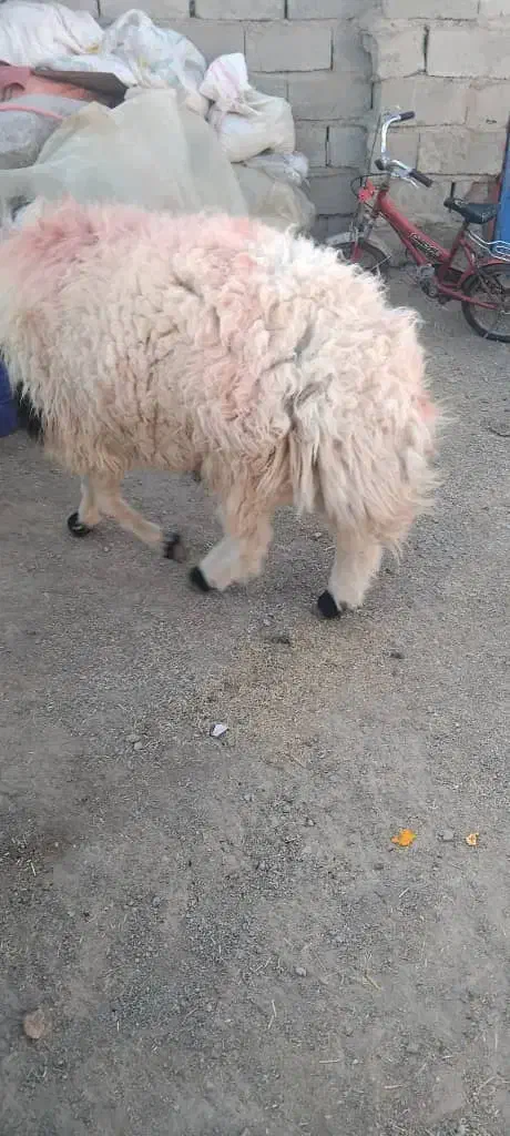 قوچ جوان دوسال|حیوانات مزرعه|سربیشه, |دیوار