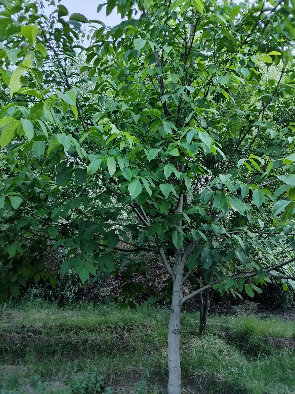 فروش باغ|فروش دفتر صنعتی، کشاورزی، تجاری|الشتر, |دیوار